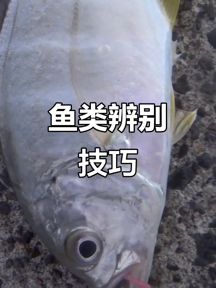 钓友们,学会区分牛港鲹与领航灯幼鱼吧!