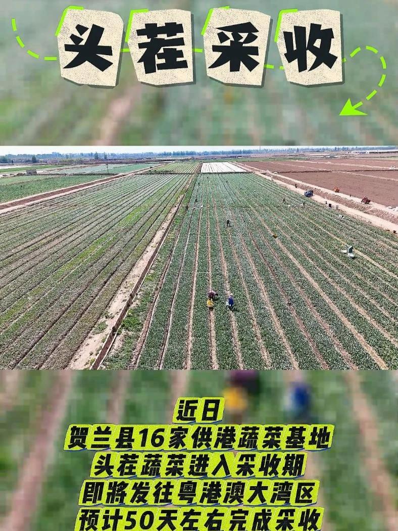贺兰县供港蔬菜头茬采收忙!冷凉蔬菜 贺兰 吸睛宁夏等你上分 热气腾腾的宁夏