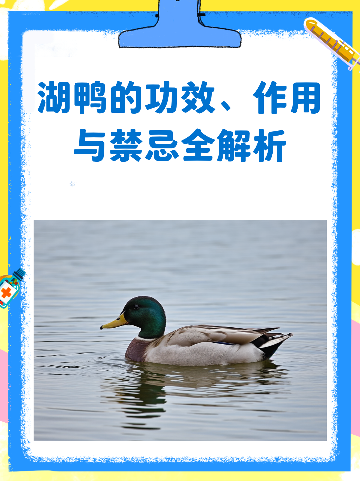 湖鸭原来这么宝藏!功效、作用与禁忌全揭秘