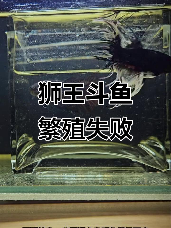 狮王斗鱼繁殖翻车,颜值再高也难逃失败命运