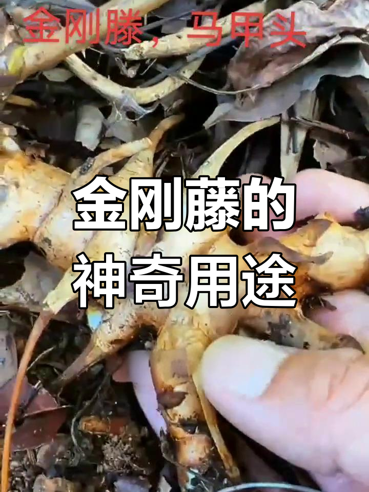 金刚藤:从根到叶都是宝,炖汤炒菜都能用