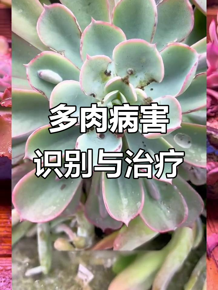 多肉植物常见病害及防治方法,轻松搞定黑斑、锈病等