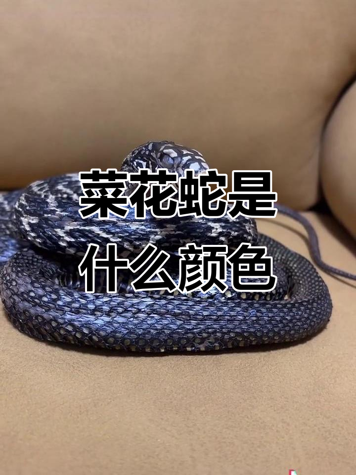 菜花蛇到底长啥样?大王和无双的真相揭秘