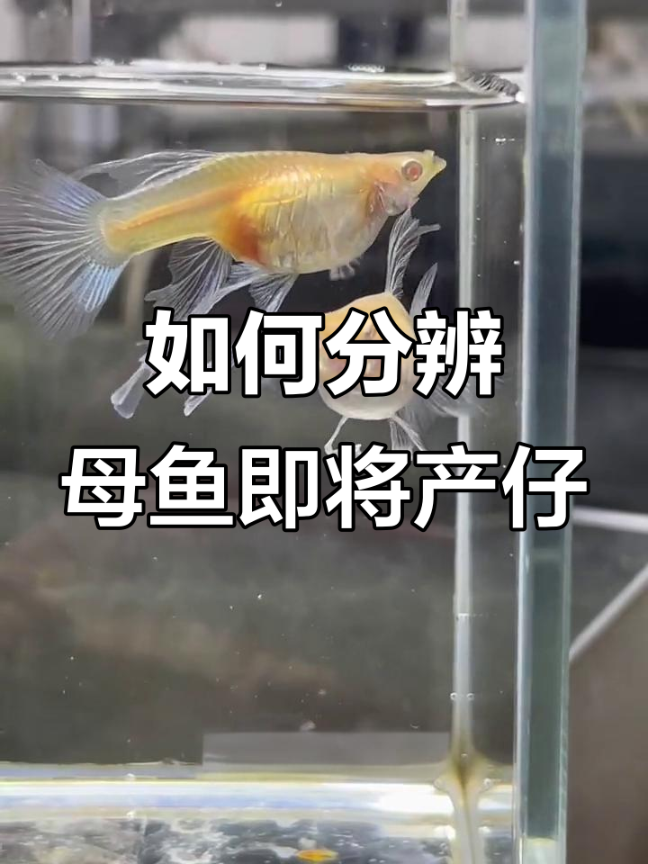 母鱼快生小鱼的三大征兆，轻松判断生产时机