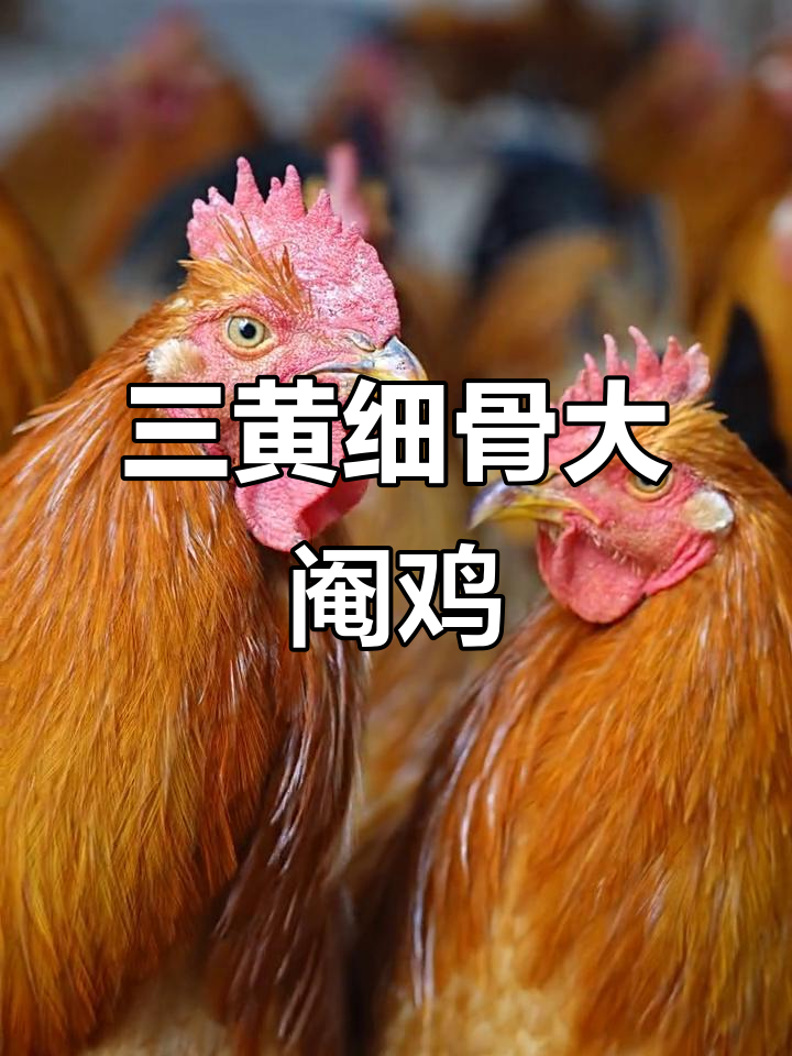 本地三黄细骨大阉鸡,散养土鸡的独特魅力