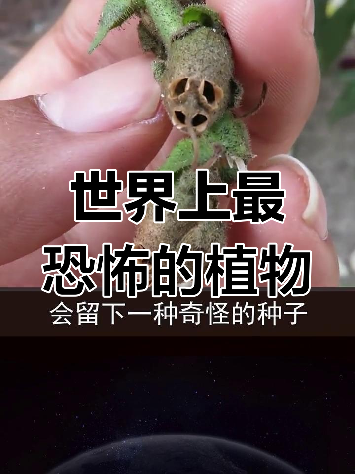 金鱼草:恐怖的花朵与头骨种子