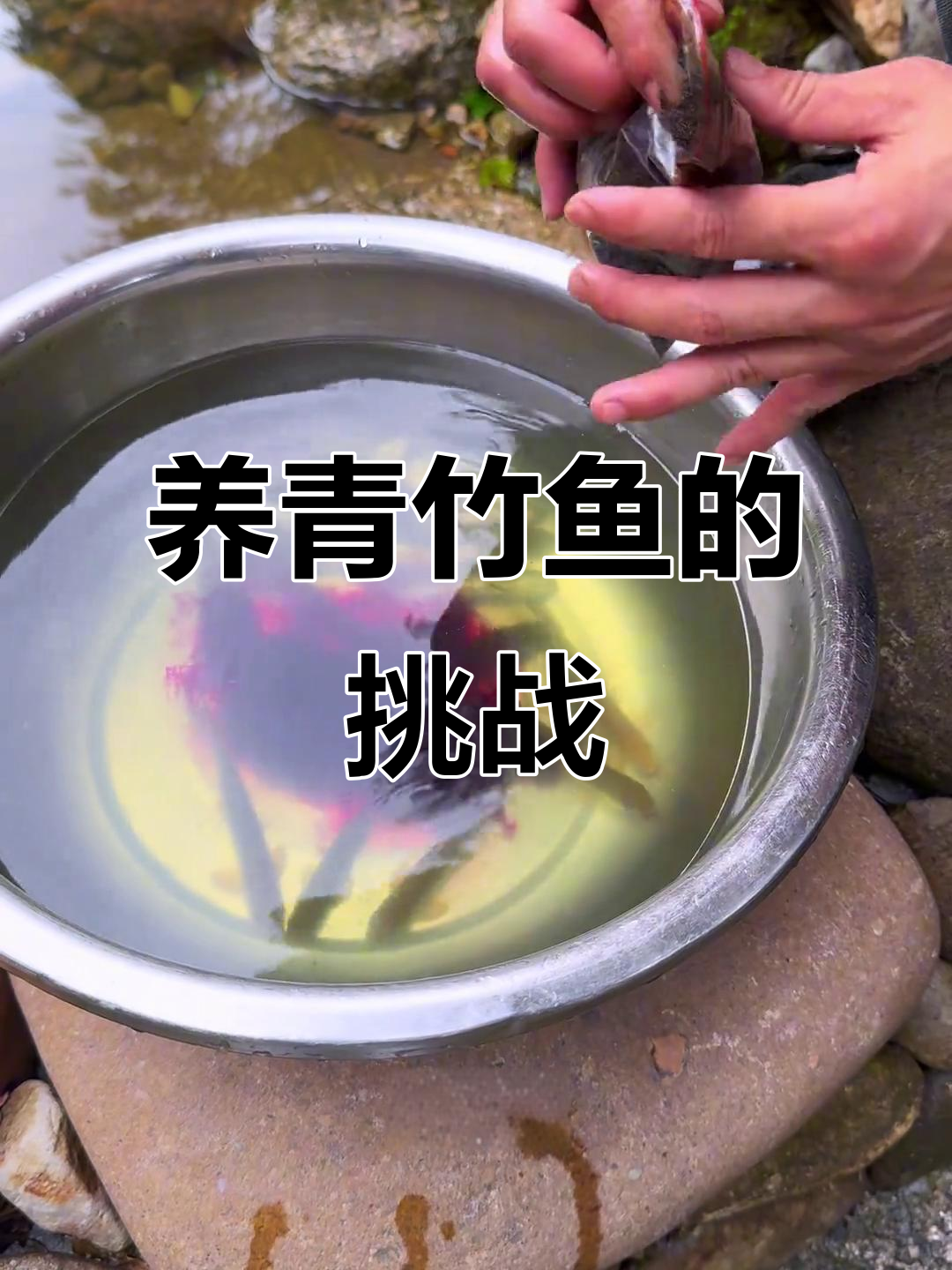 第一次养青竹鱼,水质变绿能成功吗?