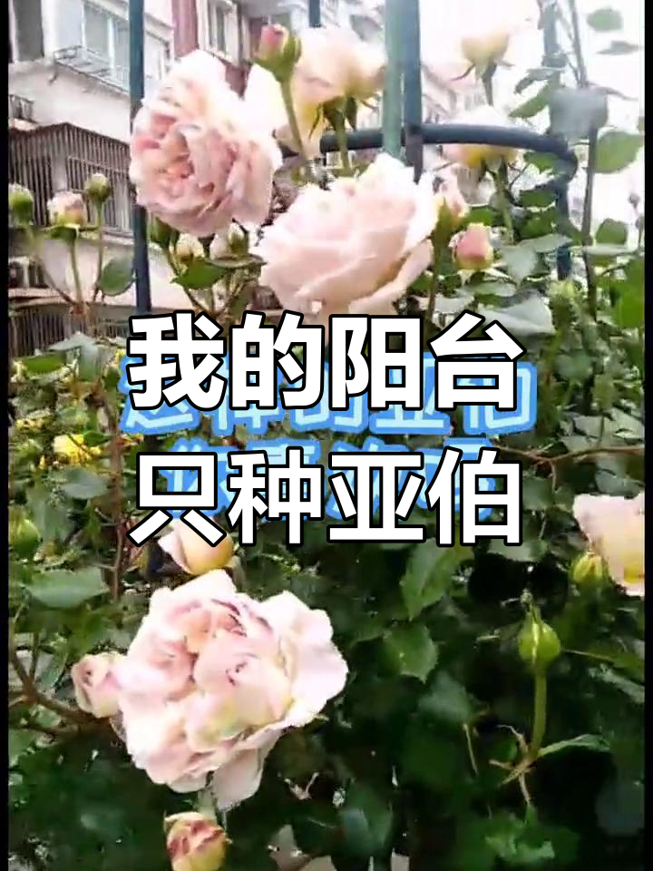 如果只能种一棵月季,那一定是亚伯