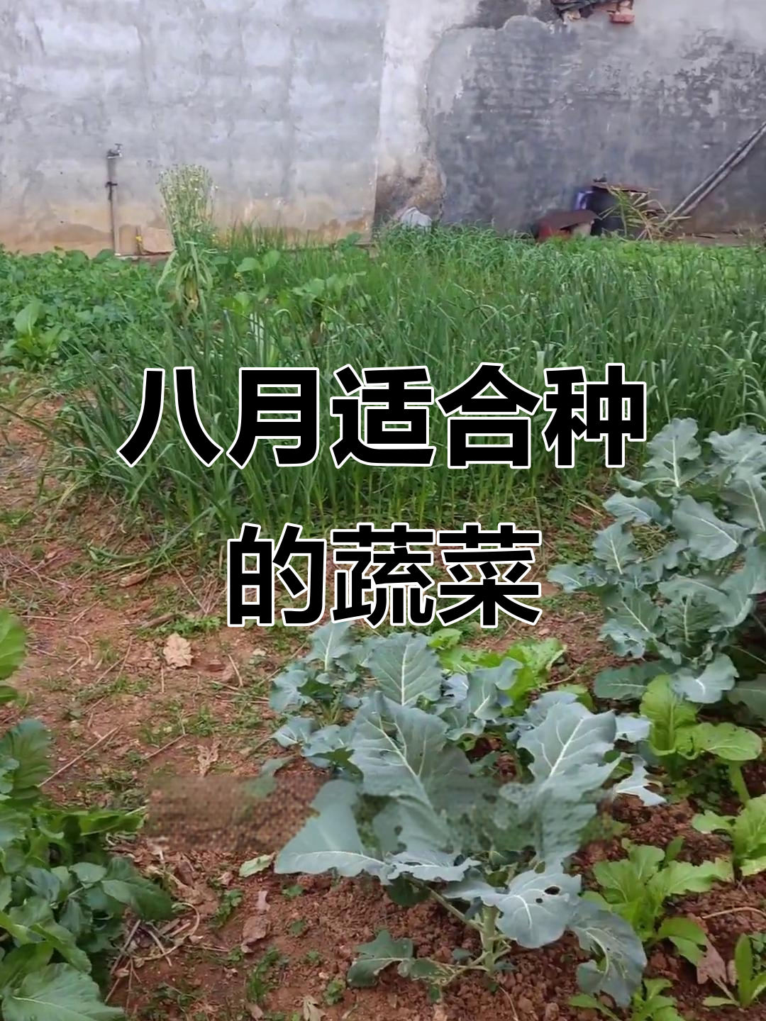 8月种什么菜最合适?秋冬收获全靠这几种蔬菜
