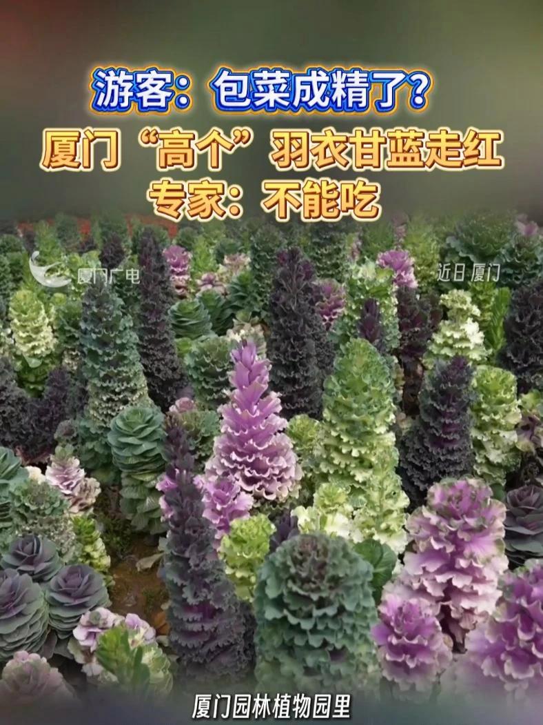 游客:包菜成精了?厦门“高个”羽衣甘蓝走红,专家:不能吃#厦门 #羽衣甘蓝 #植物园