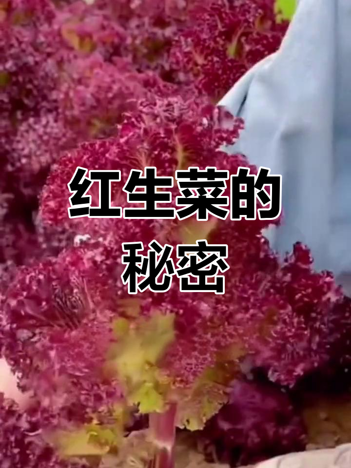见过红生菜吗?紫叶营养丰富,赶紧试试种植吧!