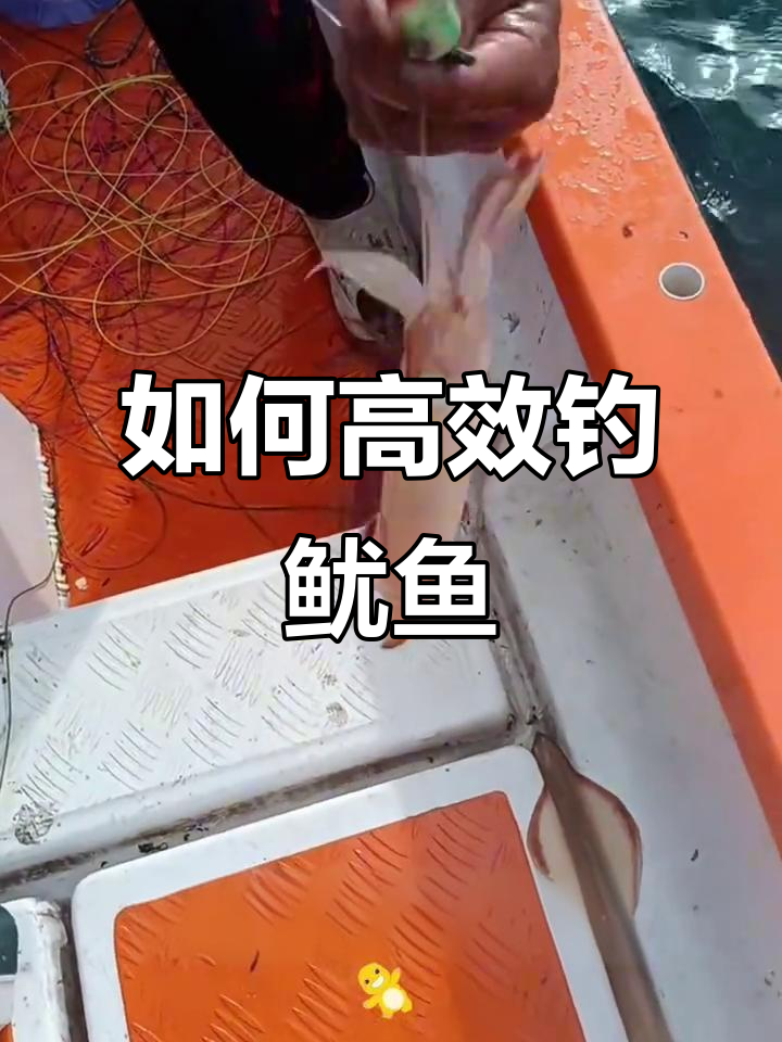 钓鱿鱼技巧大揭秘,如何用备用方案轻松捕捉更多