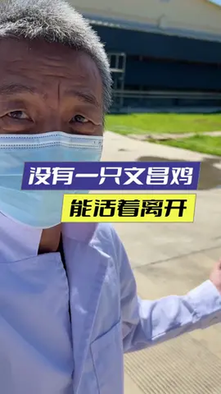 没有一只文昌鸡,能活着离开