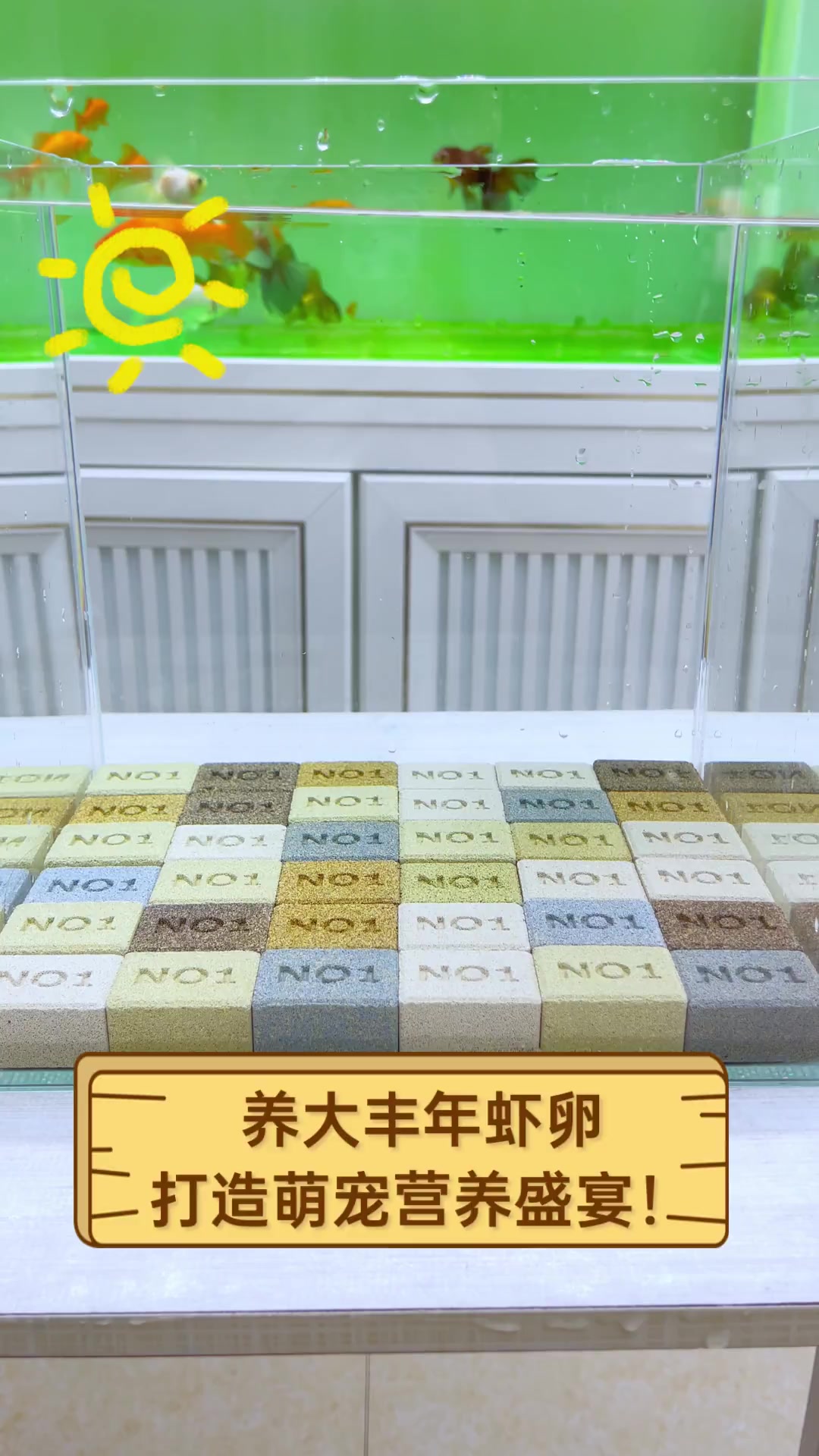 养大丰年虾卵,打造萌宠营养盛宴!