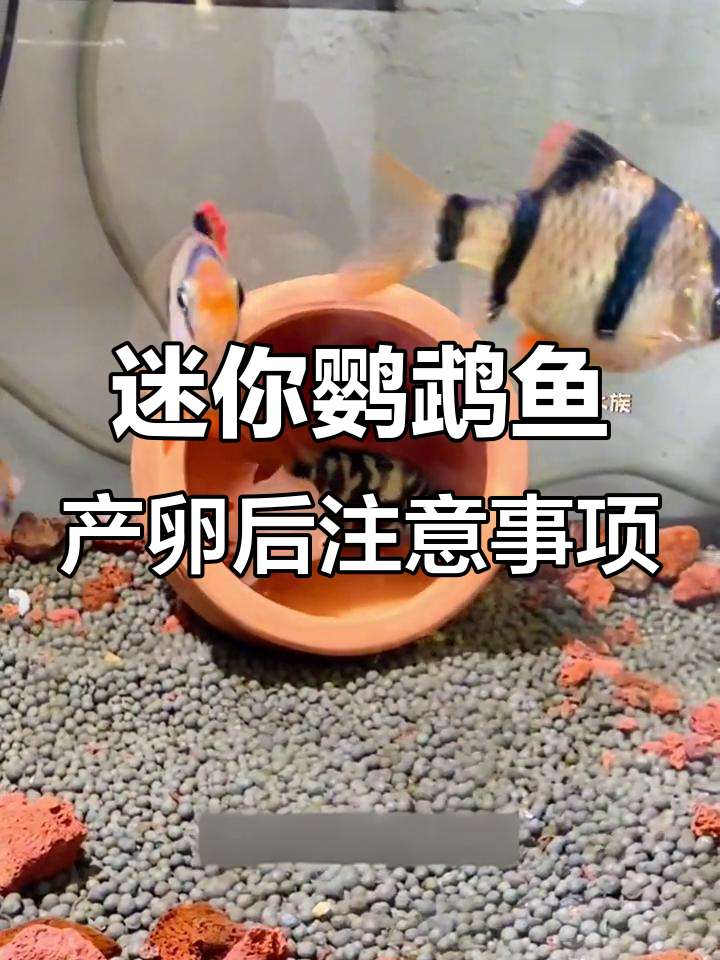 迷你鹦鹉鱼产卵后的四大护理要点,助你成功孵化