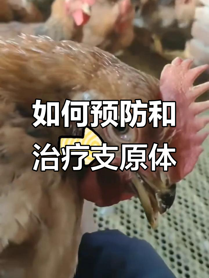 支原体感染鸡病防治全攻略,通风与药物双管齐下