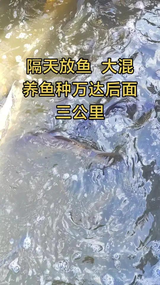 本月已经放鱼7834斤 持续放鱼不间断 更多上鱼视频和鱼获视频 进群了解