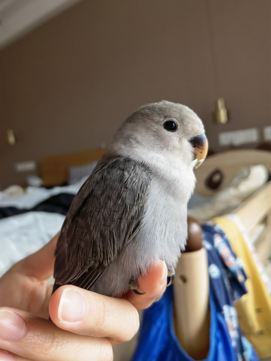 解读牡丹鹦鹉叫声
