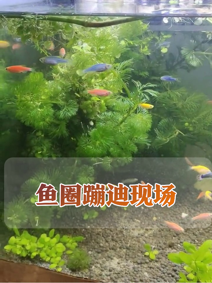 鱼缸秒变迪厅!五彩小鱼集体蹦迪,小黄鸭当观众笑喷