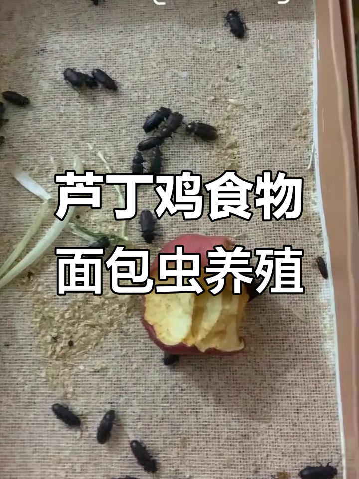 芦丁鸡最爱的高蛋白面包虫繁殖全过程