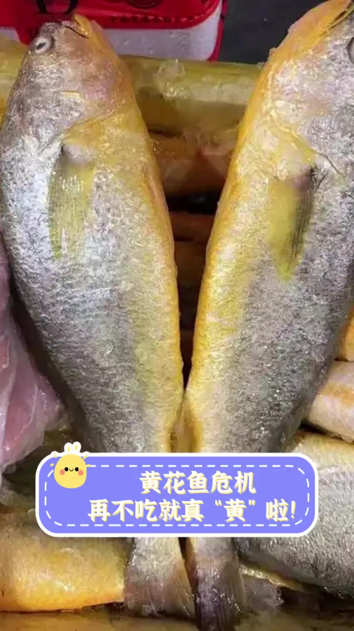 黄花鱼危机,再不吃就真“黄”啦!