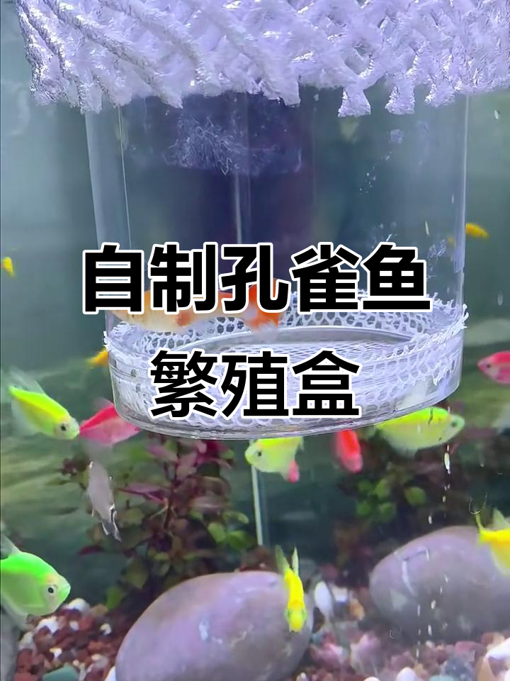 孔雀鱼待产急,DIY繁殖盒轻松搞定