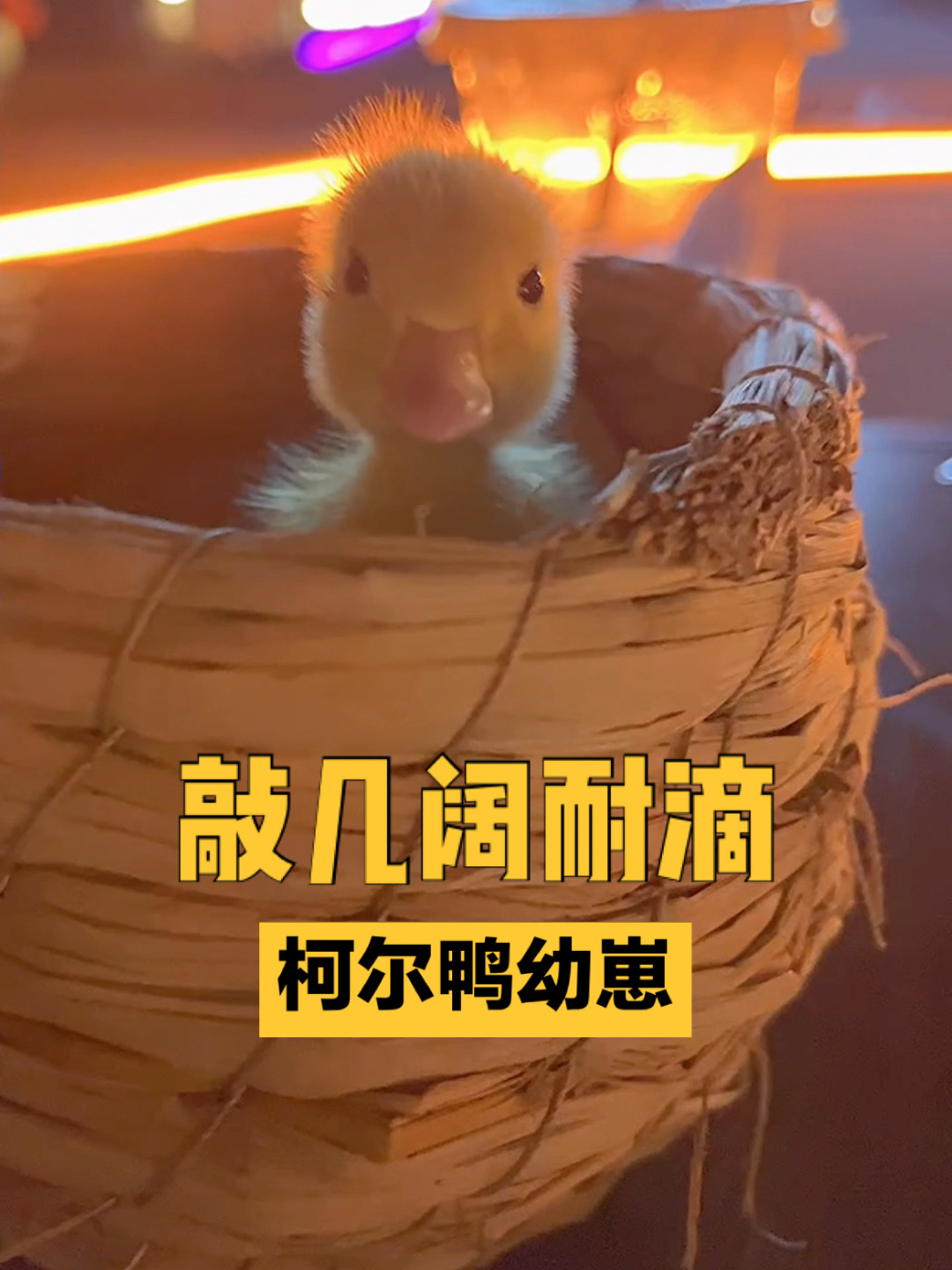 柯尔鸭|看!柯尔鸭幼崽多可爱