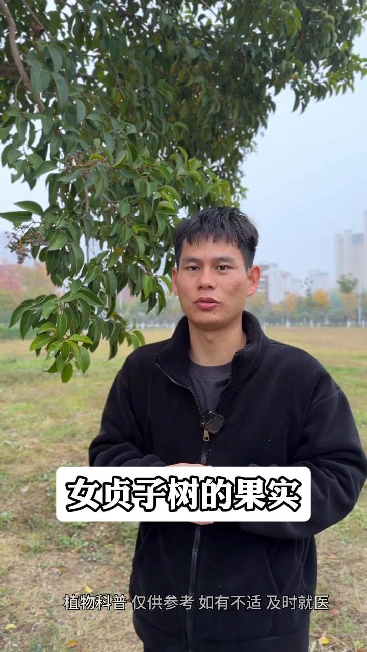 女贞子树的果实