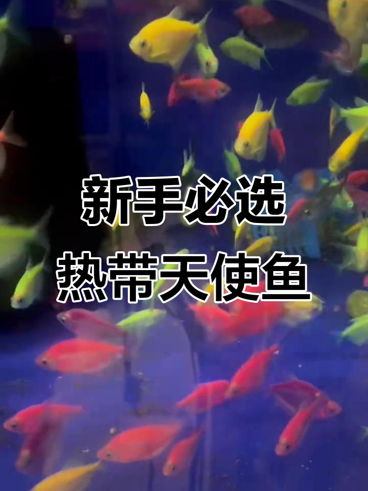 天使鱼颜色遗传,适合新手养