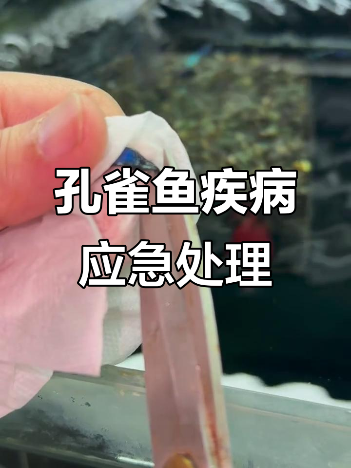 孔雀鱼常见病急救:烂尾、白点与水霉全攻略