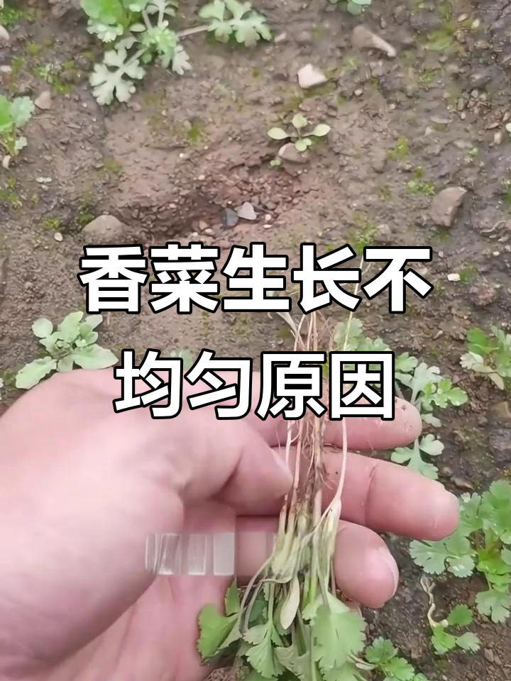 香菜种植难题:根结线虫导致长势不均,如何解决?