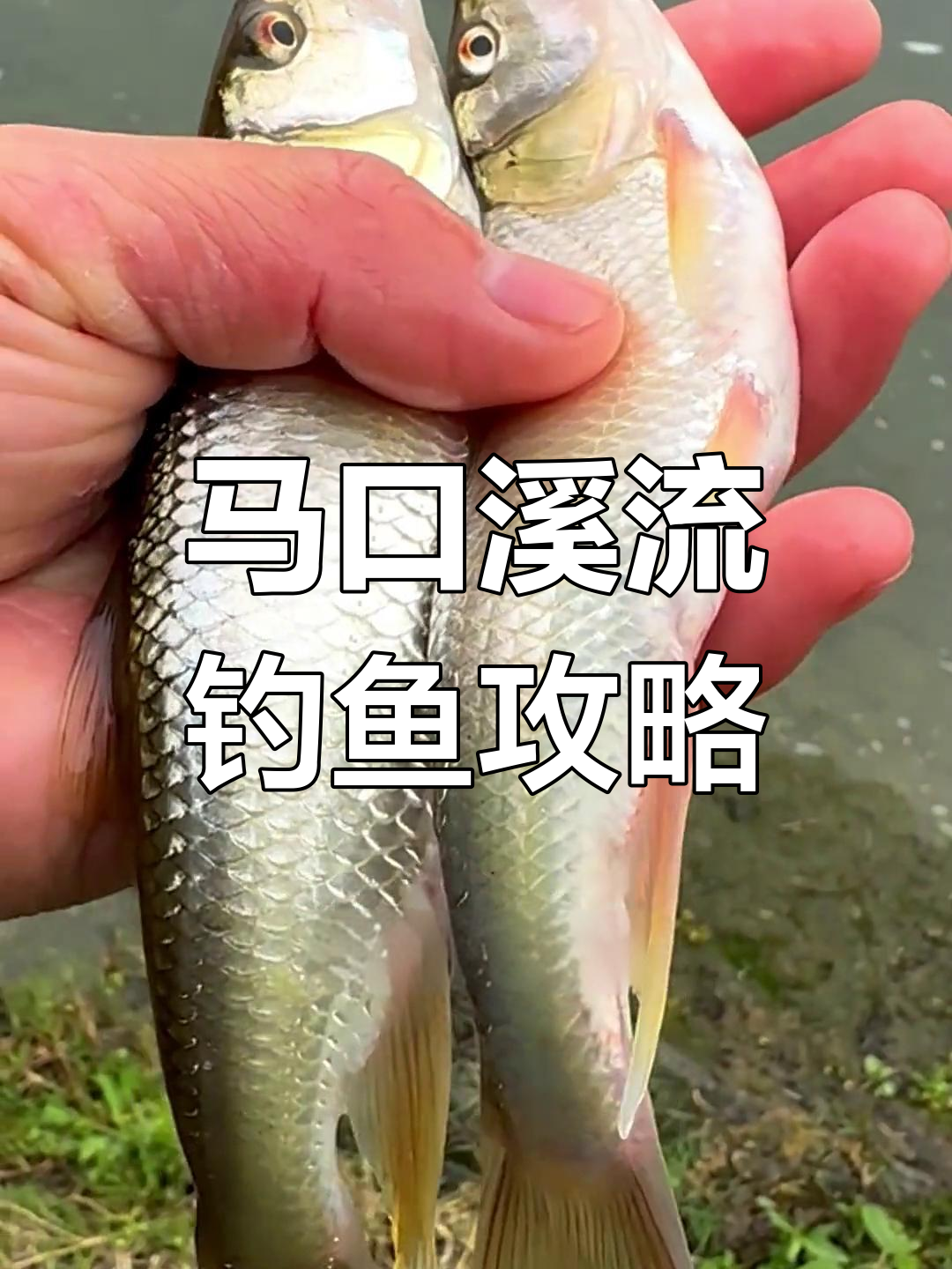 溪流钓马口连竿,打窝技巧与线组搭配全揭秘