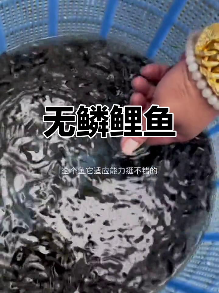 裸鲤:无鳞的适应力强的鱼类