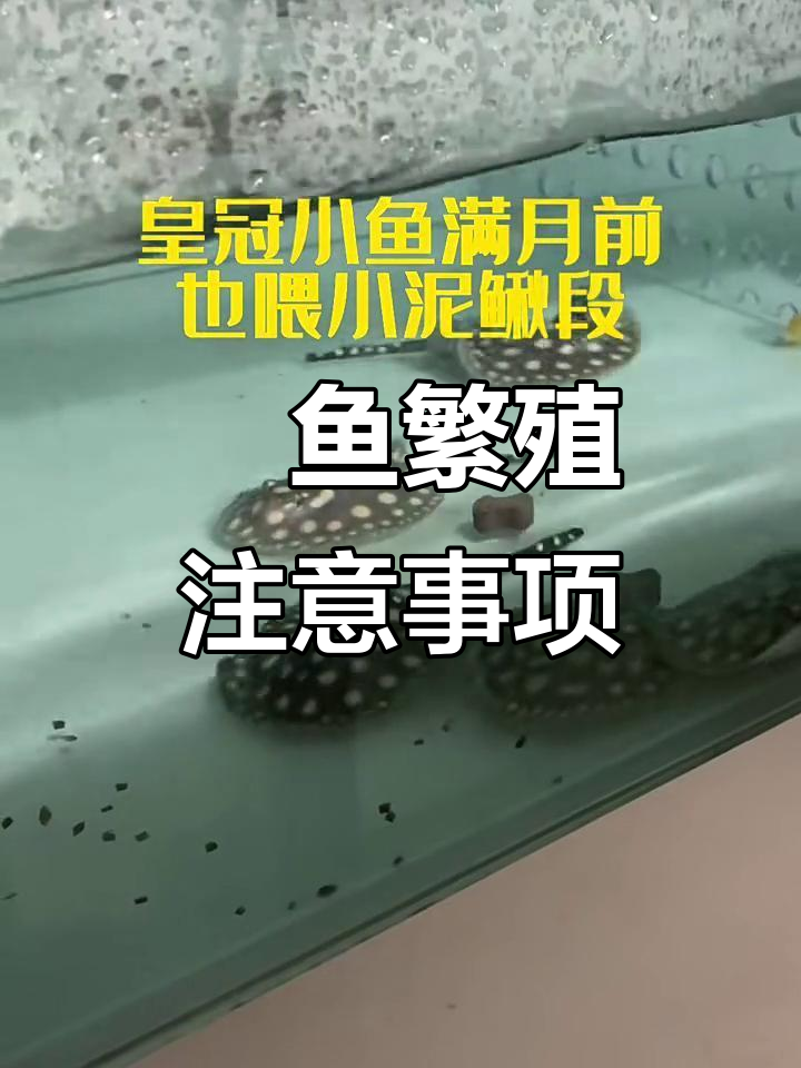 魟鱼繁殖全攻略:泥鳅处理与喂食技巧