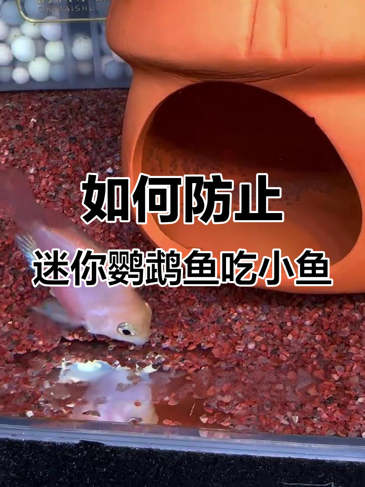 迷你鹦鹉鱼产卵期注意事项,避免小鱼苗被吃掉