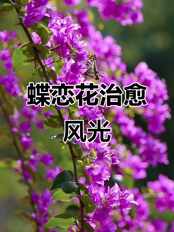 治愈系风景:蝶恋花,美丽邂逅