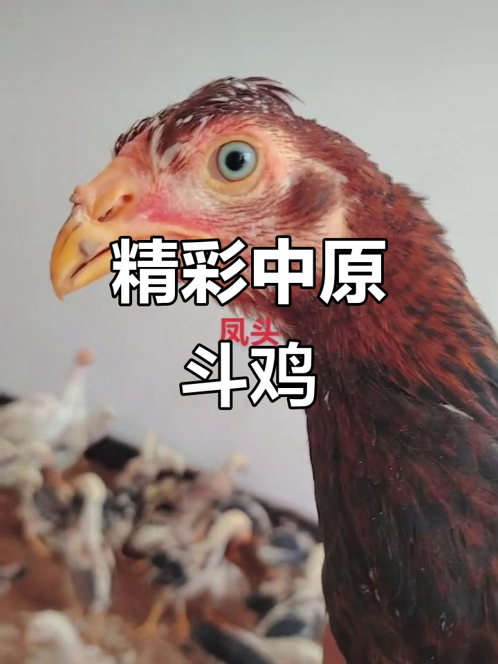 中原斗鸡：传统与激情的碰撞