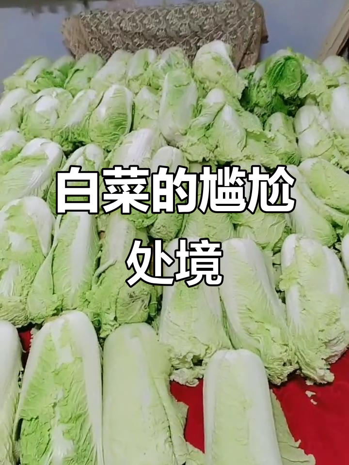 今天家里白菜无处安放,床成了临时仓库,真是哭笑不得!