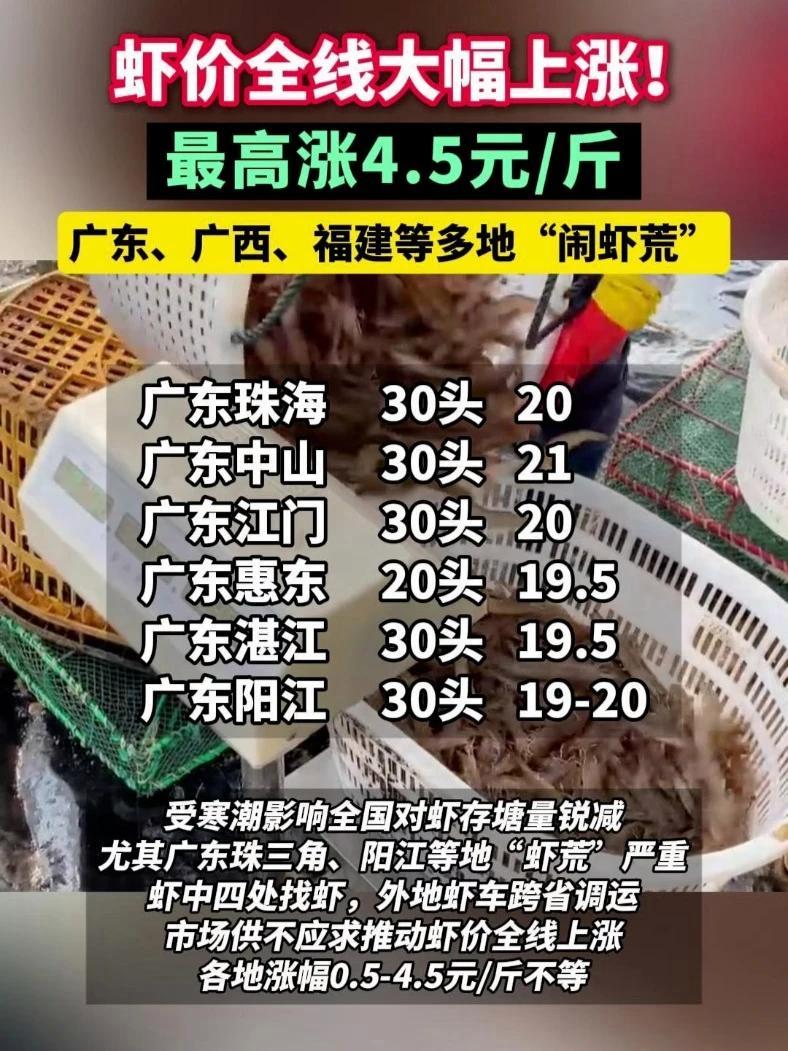 虾价全线大幅上涨!最高涨4.5元斤!广东、广西、福建等多地“闹虾荒” 虾价 对虾 南美白对