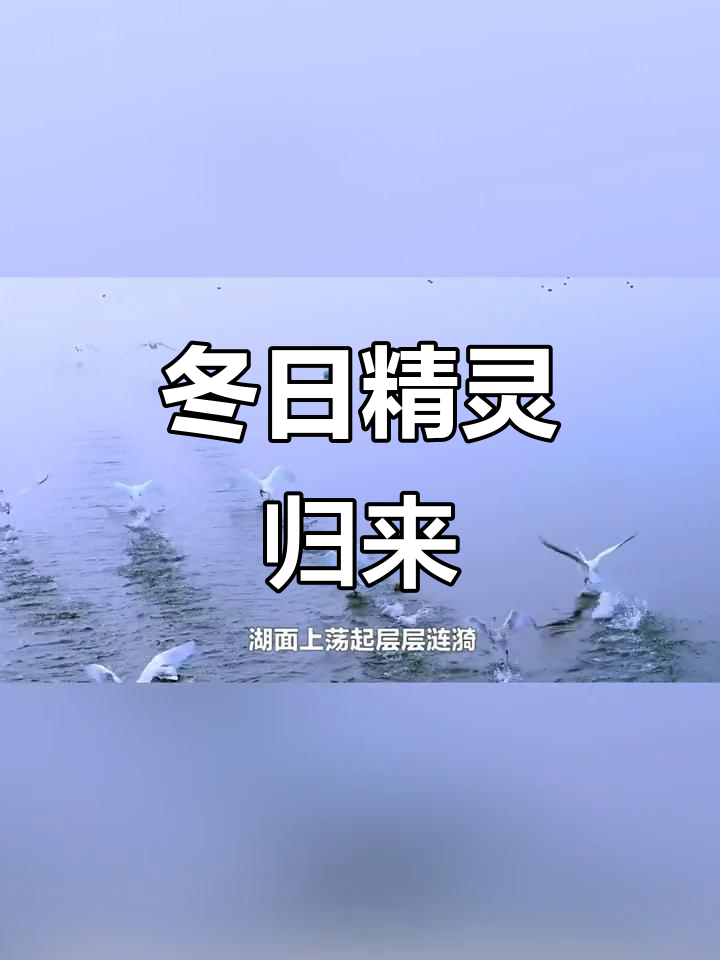 冬季精灵,准时现身,西伯利亚寒风中舞动美丽