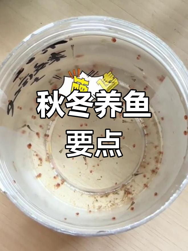 秋冬幼鱼饲养技巧:保持水温、喂食与换水