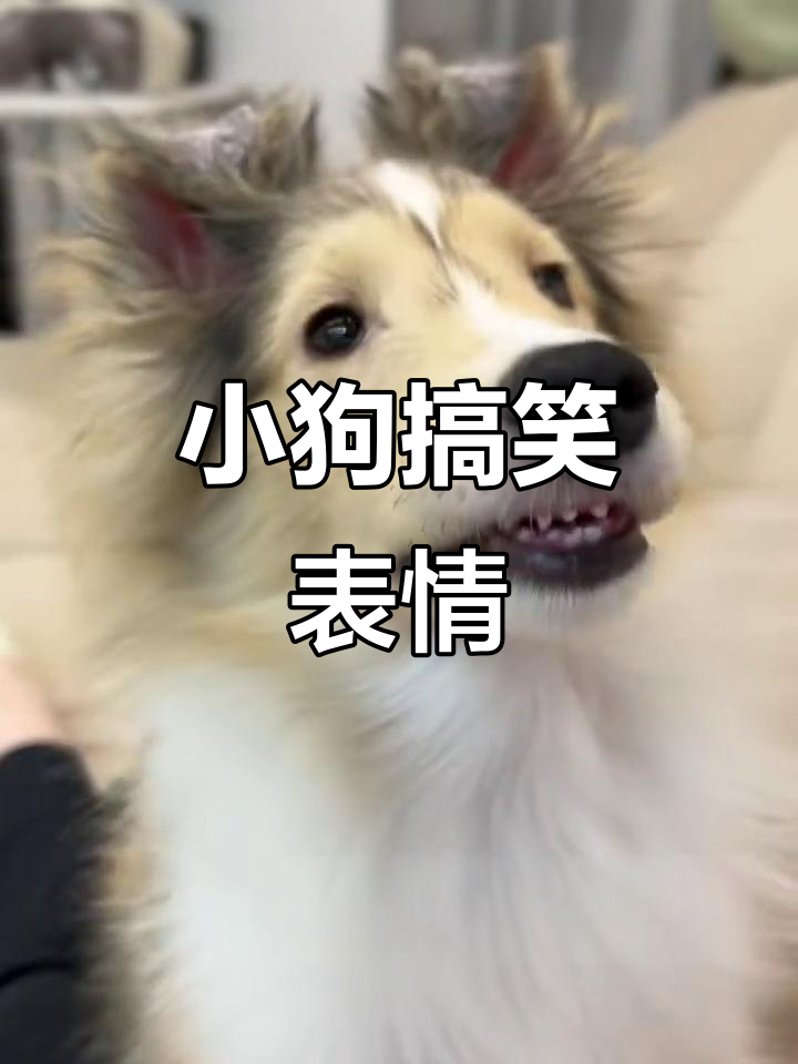 嘟嘟小狗表情包,呲牙咧嘴太搞笑了