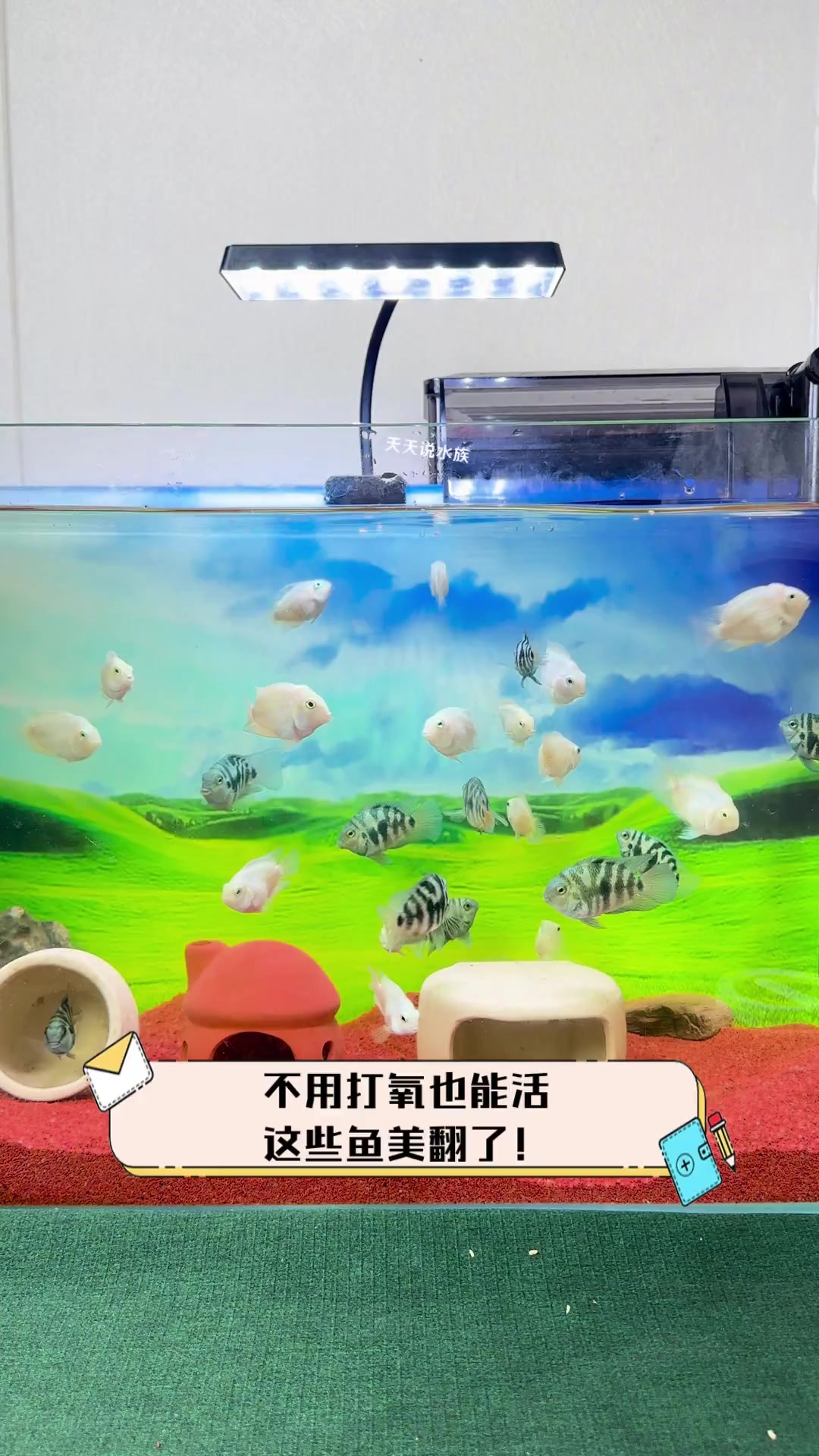 不用打氧也能活,这些鱼美翻了!