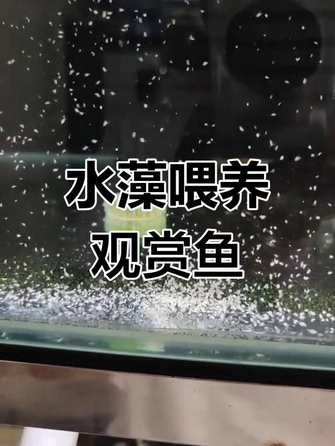 人工水藻喂鱼,观赏鱼的天然美味!