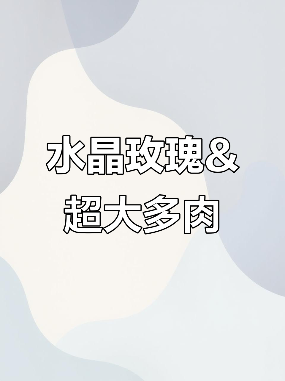 韩货水晶玫瑰与超大阳光多肉,生活点缀变焦点!