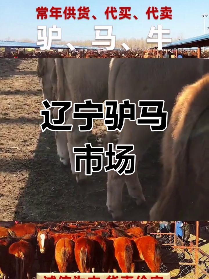 辽宁驴马市场,经纪人汇聚,阜新法库牛羊交易火热