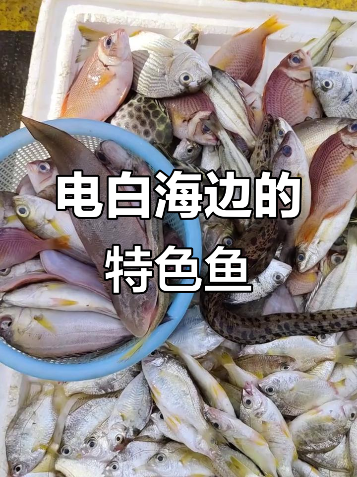 茂名电白海边常见鱼类大揭秘,沙毛鱼、猛鱼一网打尽