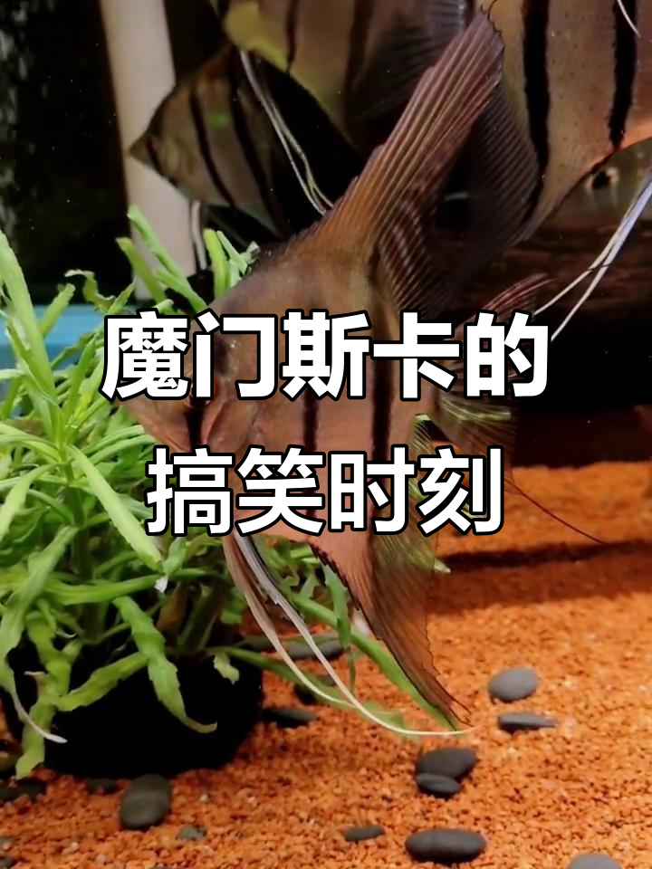 魔门斯卡嘴欠惹事,笑点满满