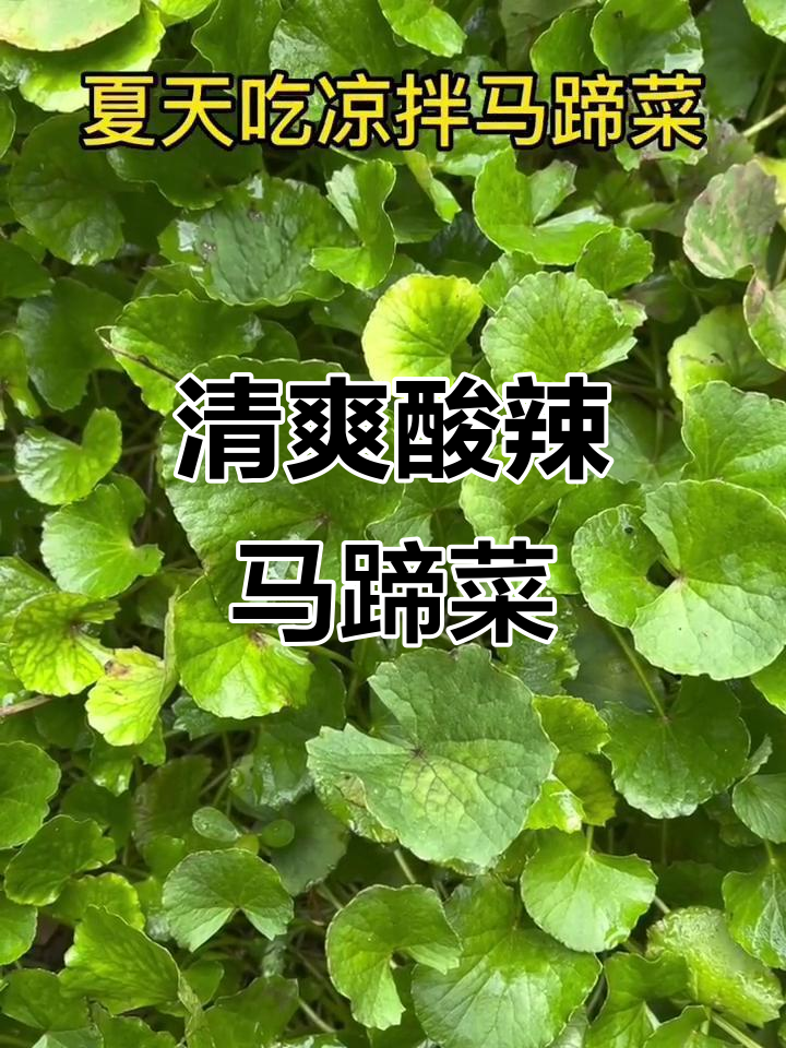 酸辣爽口凉拌马蹄菜,夏季必备降血压美味