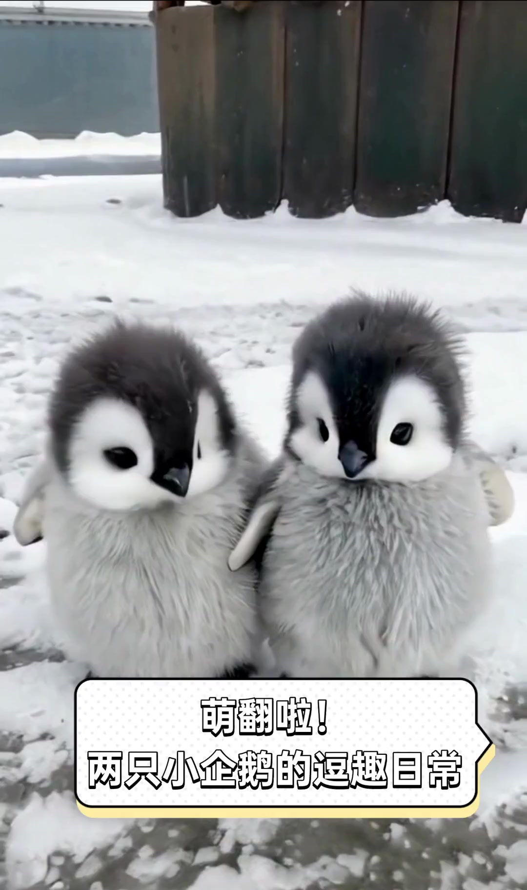 萌翻啦!两只小企鹅的逗趣日常